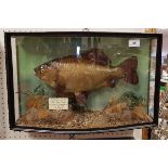A taxidermy stuffed and mounted Crucian Carp in naturalistic setting and bow fronted three sided