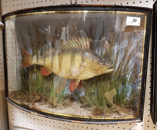 A rare Victorian taxidermy stuffed and mounted Perch in naturalistic setting and verre eglomise