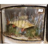 A rare Victorian taxidermy stuffed and mounted Perch in naturalistic setting and verre eglomise