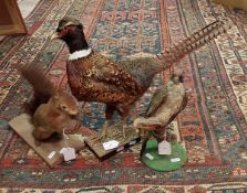 A taxidermy stuffed and mounted Ring-Necked Cock Pheasant,