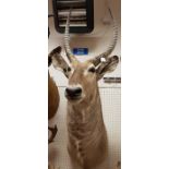 A taxidermy stuffed and mounted Water Buck head and shoulder mount with horns
