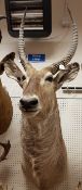 A taxidermy stuffed and mounted Water Buck head and shoulder mount with horns