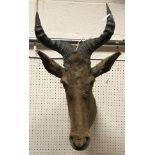 A taxidermy stuffed and mounted Kangoni Hartebeest head and horns by Rowland Ward,