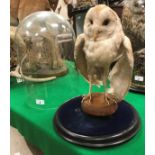 A taxidermy stuffed and mounted Barn Owl on plinth mount under glass dome