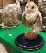 A taxidermy stuffed and mounted Barn Owl on plinth mount under glass dome