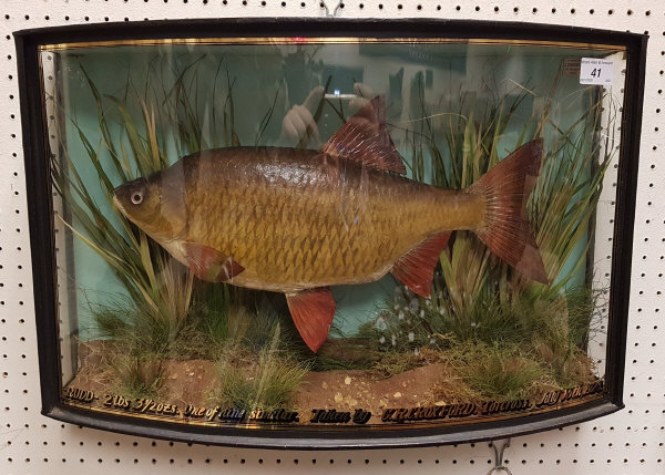 A taxidermy stuffed and mounted Rudd in naturalistic setting and verre eglomise bow-fronted glazed