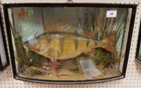 A taxidermy stuffed and mounted Perch by Cooper in naturalistic setting and bow fronted three sided