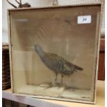 A taxidermy stuffed and mounted Water Rail in glass fronted display case