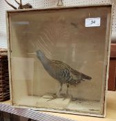 A taxidermy stuffed and mounted Water Rail in glass fronted display case