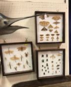 A framed and glazed collection of Lepidoptora (Moths, Butterflies, etc),