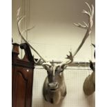 A taxidermy stuffed and mounted Reindeer Stag head and shoulder mount with multi point antlers of