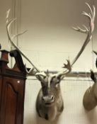 A taxidermy stuffed and mounted Reindeer Stag head and shoulder mount with multi point antlers of