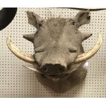 A taxidermy stuffed and mounted Wart Hog head with tusks by Rowland Ward,