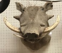 A taxidermy stuffed and mounted Wart Hog head with tusks by Rowland Ward,