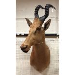 A taxidermy stuffed and mounted Lelwel's Hartebeest head and shoulder mount with horns