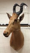 A taxidermy stuffed and mounted Lelwel's Hartebeest head and shoulder mount with horns