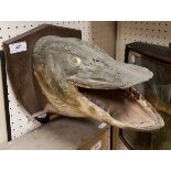 A taxidermy stuffed and mounted Pike mask by F W Bartlett on oak shield shaped plaque,