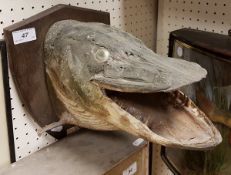 A taxidermy stuffed and mounted Pike mask by F W Bartlett on oak shield shaped plaque,