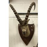 A taxidermy stuffed and mounted Ibex head with horns (probably Gobi or mid Asian) by Van Ingen and