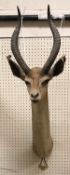 A taxidermy stuffed and mounted Gerenuk head and shoulder mount with horns by Rowland Ward,