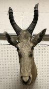 A taxidermy stuffed and mounted Neumann's Hartebeest by Rowland Ward,