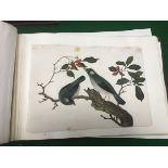 A collection of seven 19th Century Chinese School watercolour gouache studies of birds on rice