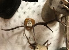 Three pairs of various Deer antlers