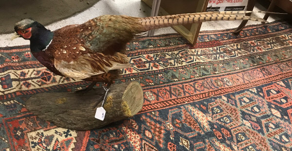 A taxidermy stuffed and mounted Ring-Necked Cock Pheasant on mossy log mount