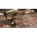 A taxidermy stuffed and mounted Ring-Necked Cock Pheasant on mossy log mount