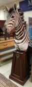 A taxidermy stuffed and mounted Plains Zebra head and shoulder mount on a tapering stained hardwood