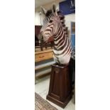 A taxidermy stuffed and mounted Plains Zebra head and shoulder mount on a tapering stained hardwood