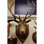 A taxidermy stuffed and mounted Red Deer Stag's head with 6 point antlers on a shield shaped plaque