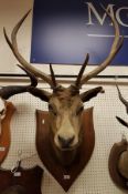 A taxidermy stuffed and mounted Red Deer Stag's head with 6 point antlers on a shield shaped plaque