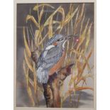 RONALD PARDOE "Kingfisher" watercolour signed lower right together with five prints of boxers to