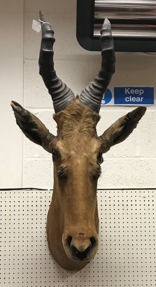 A taxidermy stuffed and mounted Jackson's Hartebeest head and horns by Rowland Ward,