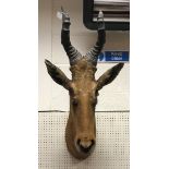 A taxidermy stuffed and mounted Jackson's Hartebeest head and horns by Rowland Ward,