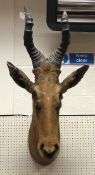 A taxidermy stuffed and mounted Jackson's Hartebeest head and horns by Rowland Ward,