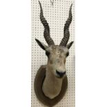 A taxidermy stuffed and mounted Black Buck head with horns on an oak shield shaped mount by