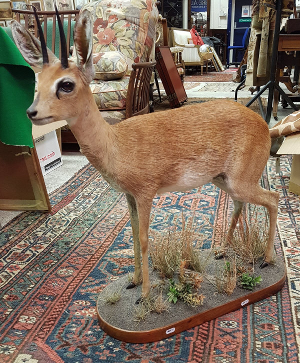 A taxidermy stuffed and mounted full mount Steenbock in naturalistic setting on a grassy base