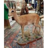 A taxidermy stuffed and mounted full mount Steenbock in naturalistic setting on a grassy base