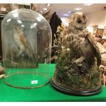 A taxidermy stuffed and mounted Tawny Owl in naturalistic setting with mole prey under glass dome