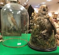 A taxidermy stuffed and mounted Tawny Owl in naturalistic setting with mole prey under glass dome