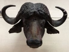 A taxidermy stuffed and mounted Cape Buffalo head with horns by Rowland Ward,