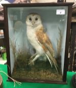 A taxidermy stuffed and mounted Barn Owl in naturalistic setting on stump perch within a mahogany