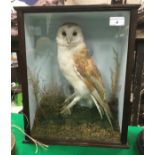 A taxidermy stuffed and mounted Barn Owl in naturalistic setting on stump perch within a mahogany