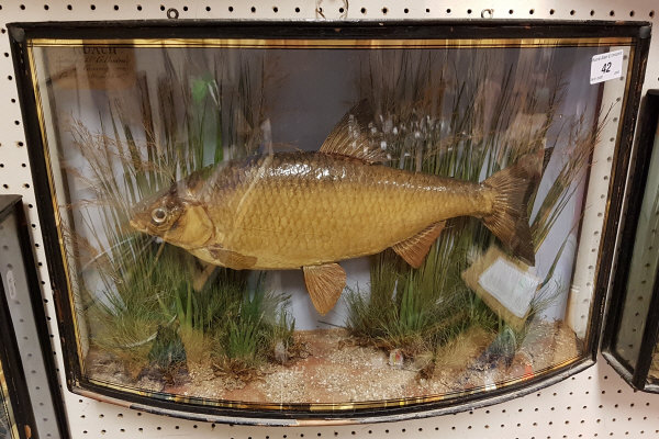 A Victorian taxidermy stuffed and mounted Roach in verre eglomise bow-fronted glazed display case