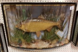 A Victorian taxidermy stuffed and mounted Roach in verre eglomise bow-fronted glazed display case