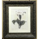 AFTER P J REDOUTE four framed prints of flowers