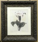 AFTER P J REDOUTE four framed prints of flowers