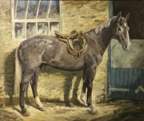 M M LATHAM "Harold", study of a grey hunter, oil on canvas, signed lower left, bears title,